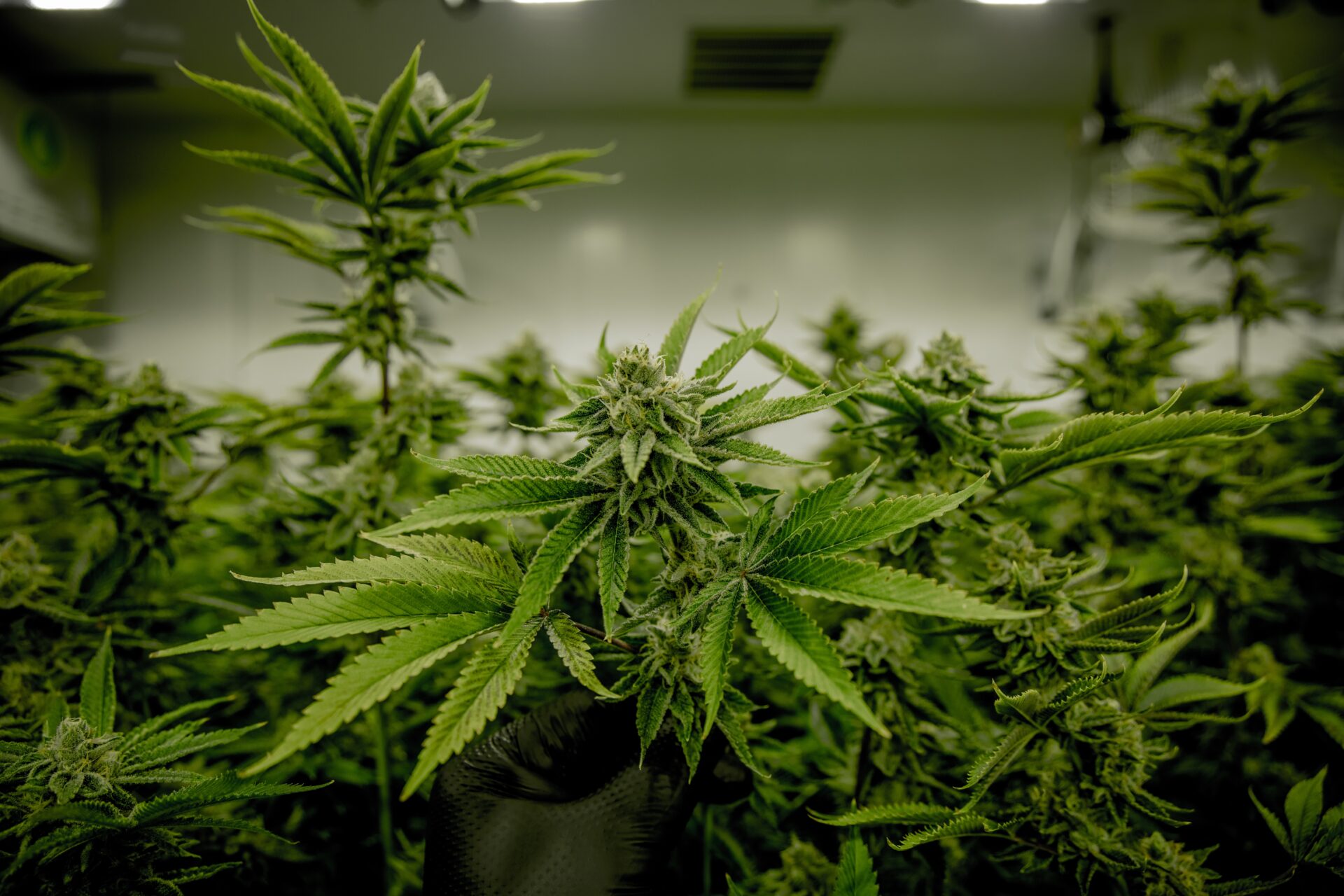 cannabis plant