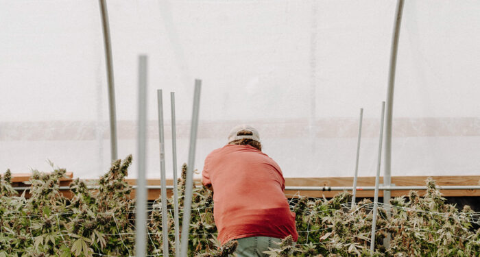 Ohio Board of Pharmacy Announces the Addition of 73 Medical Marijuana Dispensaries