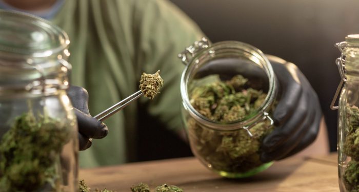 Hands placing trimmed weed buds in a glass jar
