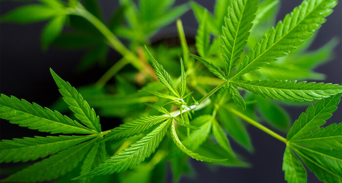 Cannabis Companies Lose Bid to Challenge Tax Law After Petitions Arrive One Day Late