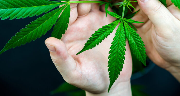 DEA Releases Interim Final Rule on Hemp and CBD Products