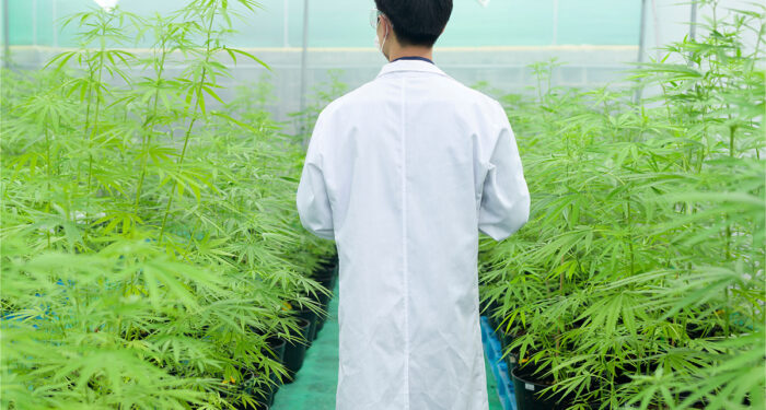 Two Massachusetts Cannabis Companies Will Pay Up For Pesticide Violations