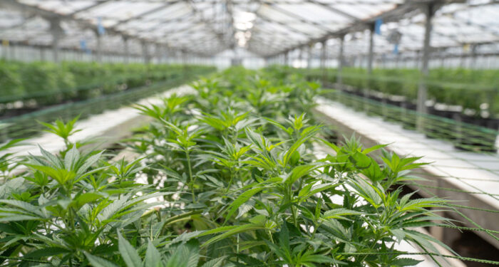 crystalweed-cannabis-gpUfeofd-5E-unsplash_1