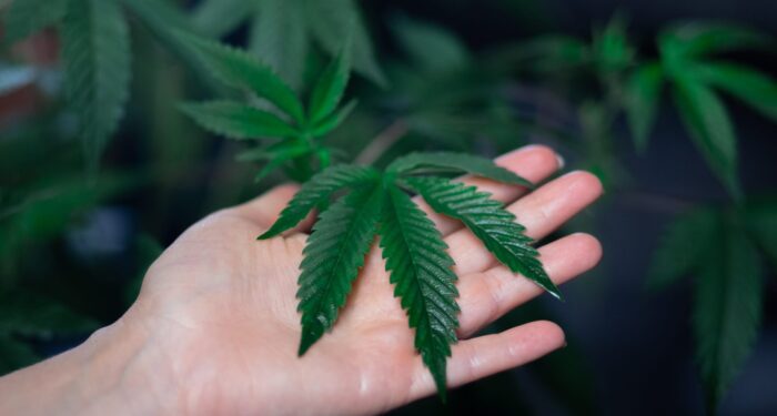 New Final Rule from USDA Relaxes Requirements for Hemp Farmers...for Now