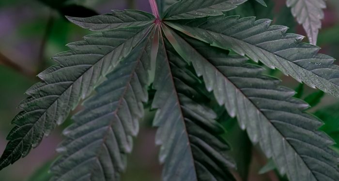 Turning Over a New Leaf: USDA Releases Interim Hemp Rule